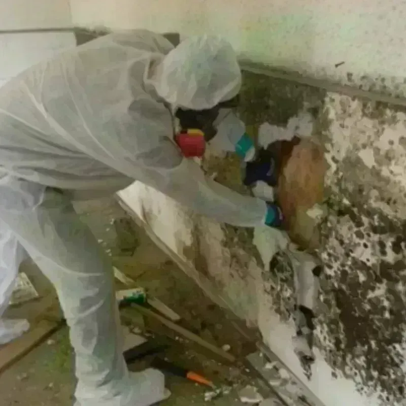 Mold Remediation and Removal in McCormick, SC